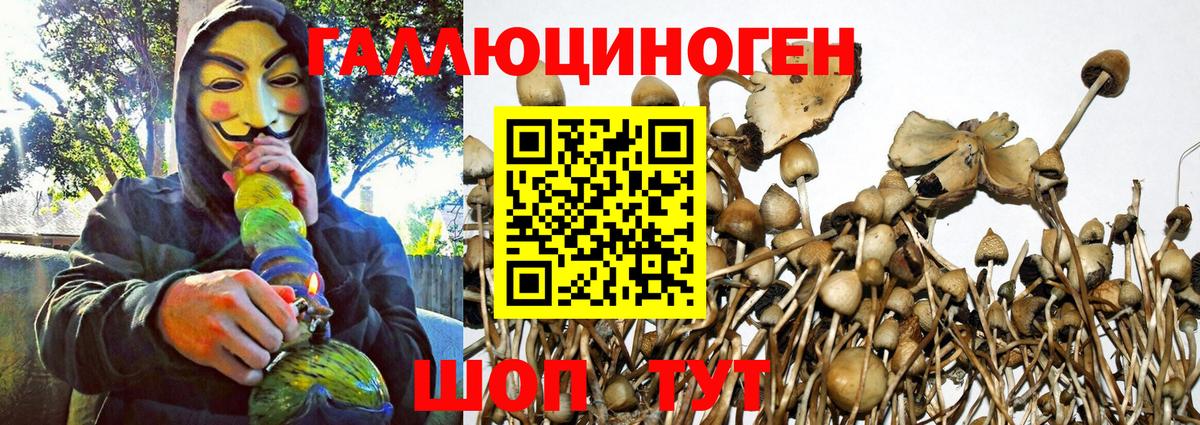 Псилоцибиновые грибы Cubensis Дмитров